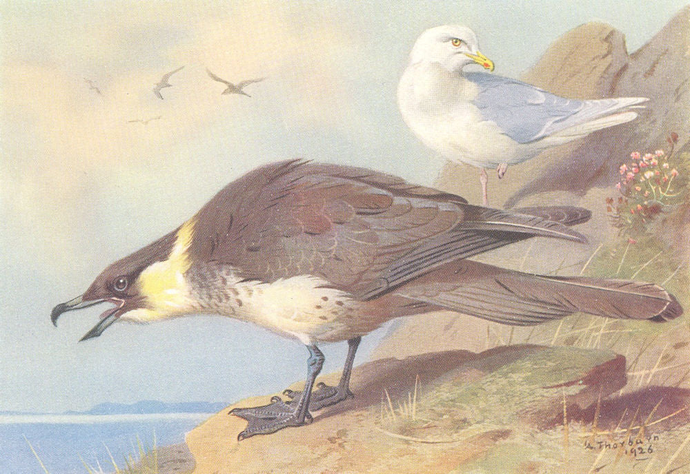 BRITISH BIRDS. Pomatorhine Skua; Iceland Gull. THORBURN 1926 old vintage print